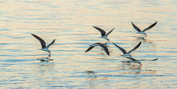 Chobe Savanna Lodge: Scherenschnäbel