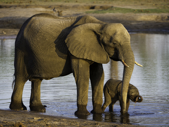 Davison's Camp: Elefant mit Jungtier