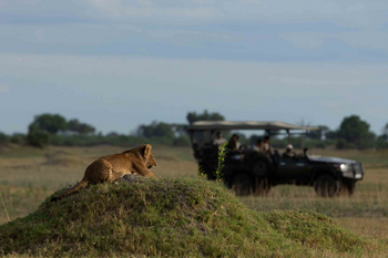 Duba Plains Camp: Löwe beim Game Drive