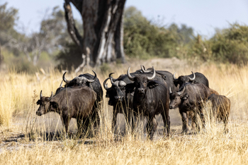 Duke's East Duke's East: Büffel