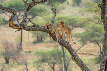 Elewana Serengeti Migration Camp: Zwei Löwinnen in einem Baum