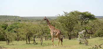 Entim Masai Mara: Giraffe