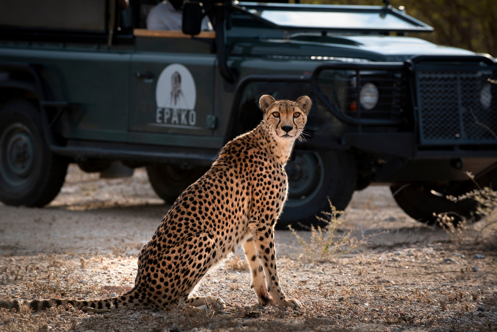 Epako Safari Lodge Epako Safari Lodge: Safari mit Leoparden