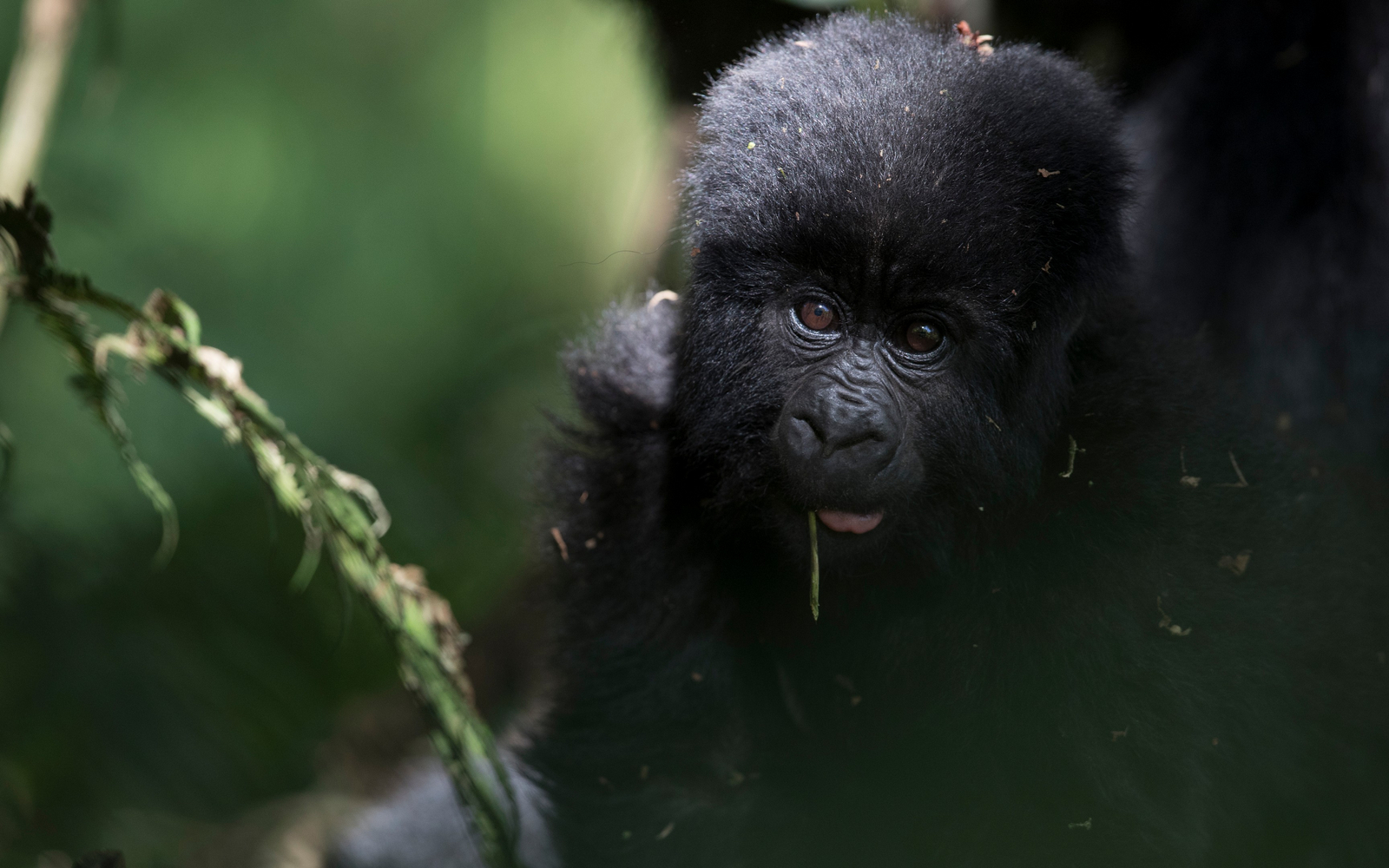 GorillababyVolcanoes Mount Gahinga Lodge GorillababyVolcanoes Mount Gahinga Lodge: .