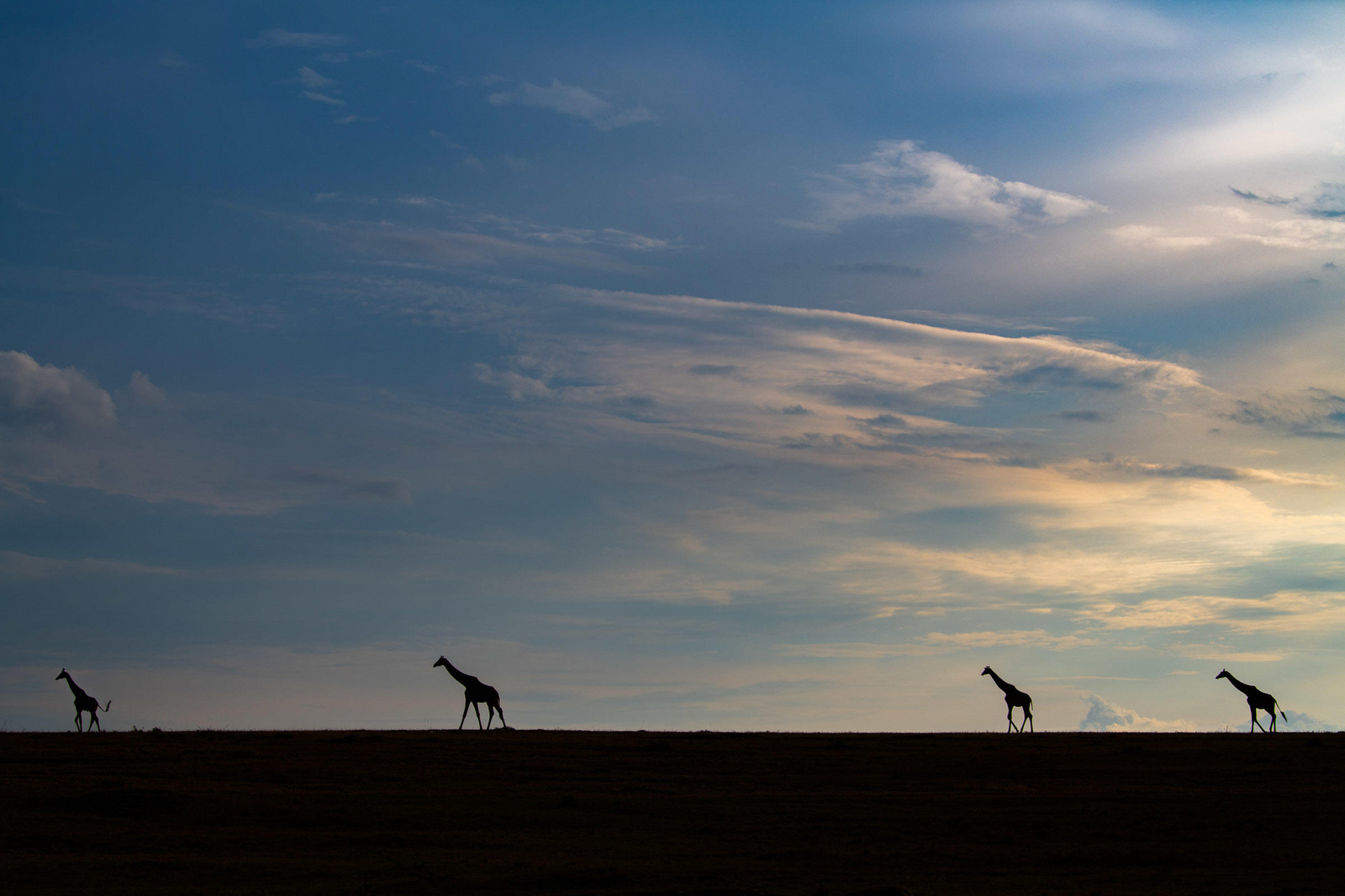 Governors' Il Moran Camp Governors' Il Moran Camp: Giraffen