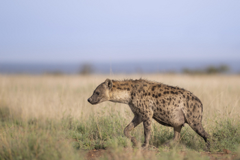 Governors' Mugie: Crocuta Crocuta
