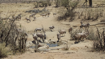 Hobatere Lodge: Oryxherde