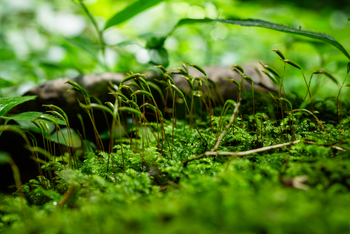 Koroi Forest Camp: Nickende Pohlmoos
