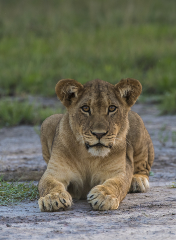 Leopard Plains: Gespannte Löwin