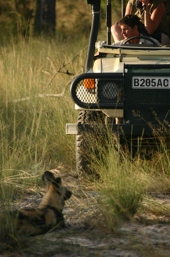 Macatoo Camp: Wildhund