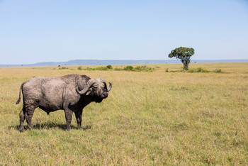 Mara Toto Tree Camp: Alter Büffel