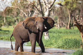 Mogotlho Safari Lodge Mogotlho Safari Lodge: Elefant im Mababe River