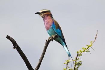 Mushara Game Drive: Gabelracke