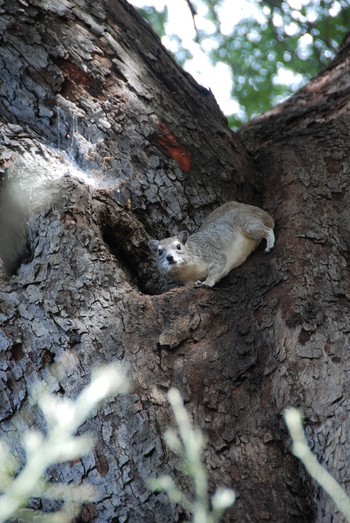 Mwagusi Safari Camp: Baumschliefer