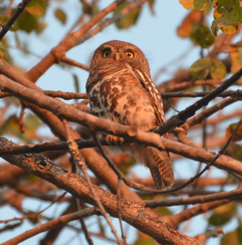 Nanzhila Plains Camp: Barn Owl