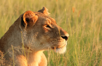 Camp Kalahari Camp Kalahari: Löwin