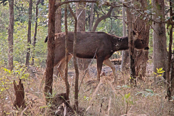 Pench Jungle Camp: Sambar-Hirsch