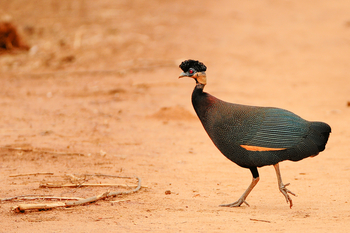 Royal Zambezi Lodge: Crested Guinea Fowl
