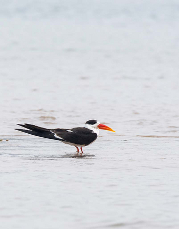 Sawai Vilas: Chambal Sanctuary - Indian Skimmer