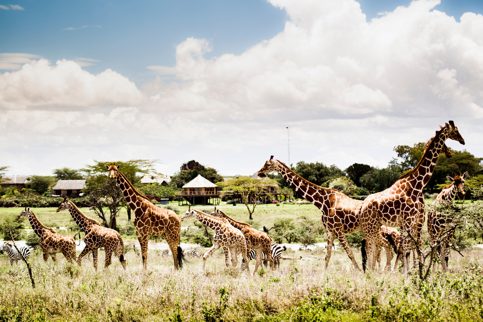 Segera Retreat Segera Retreat: Giraffenherde vor der Ranch