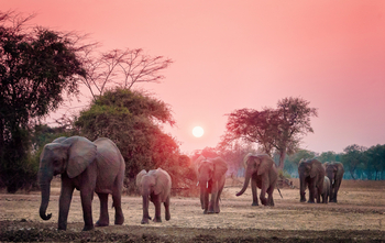Shawa Luangwa Camp: Elefanten vor Sonnenuntergang