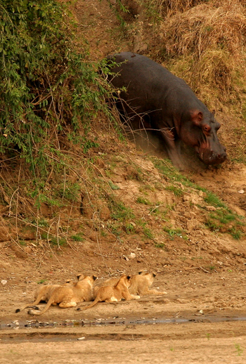 Shenton Safaris: Hippo Hide