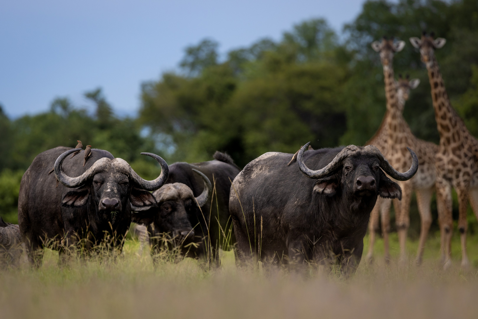 Sungani Lodge Sungani Lodge: Büffel und Giraffen