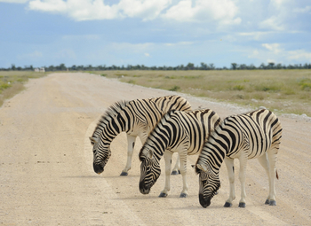 Taleni Etosha Village: Zebras auf der Piste
