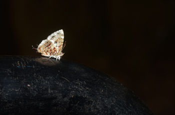 Tathastu Resort Kanha: Common Tinsel