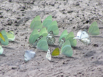 Tau Pan Camp Tau Pan Camp: Falter