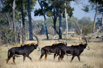 Vumbura Plains Camp: Säbelantilopen