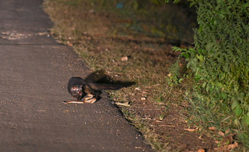 Waghoba Eco Lodge: Manguste erbeutet Schlange