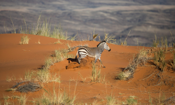 andBeyond Sossusvlei Desert Lodge: Zebra