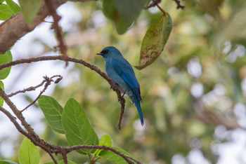 Asiatic Lion Lodge Asiatic Lion Lodge: Verditer Flycatcher