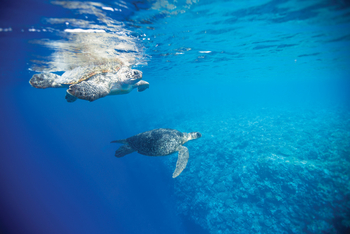 Astove Coral House: Meeresschildkröten