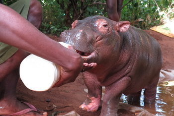 Baines River Camp: Nilpferdbaby