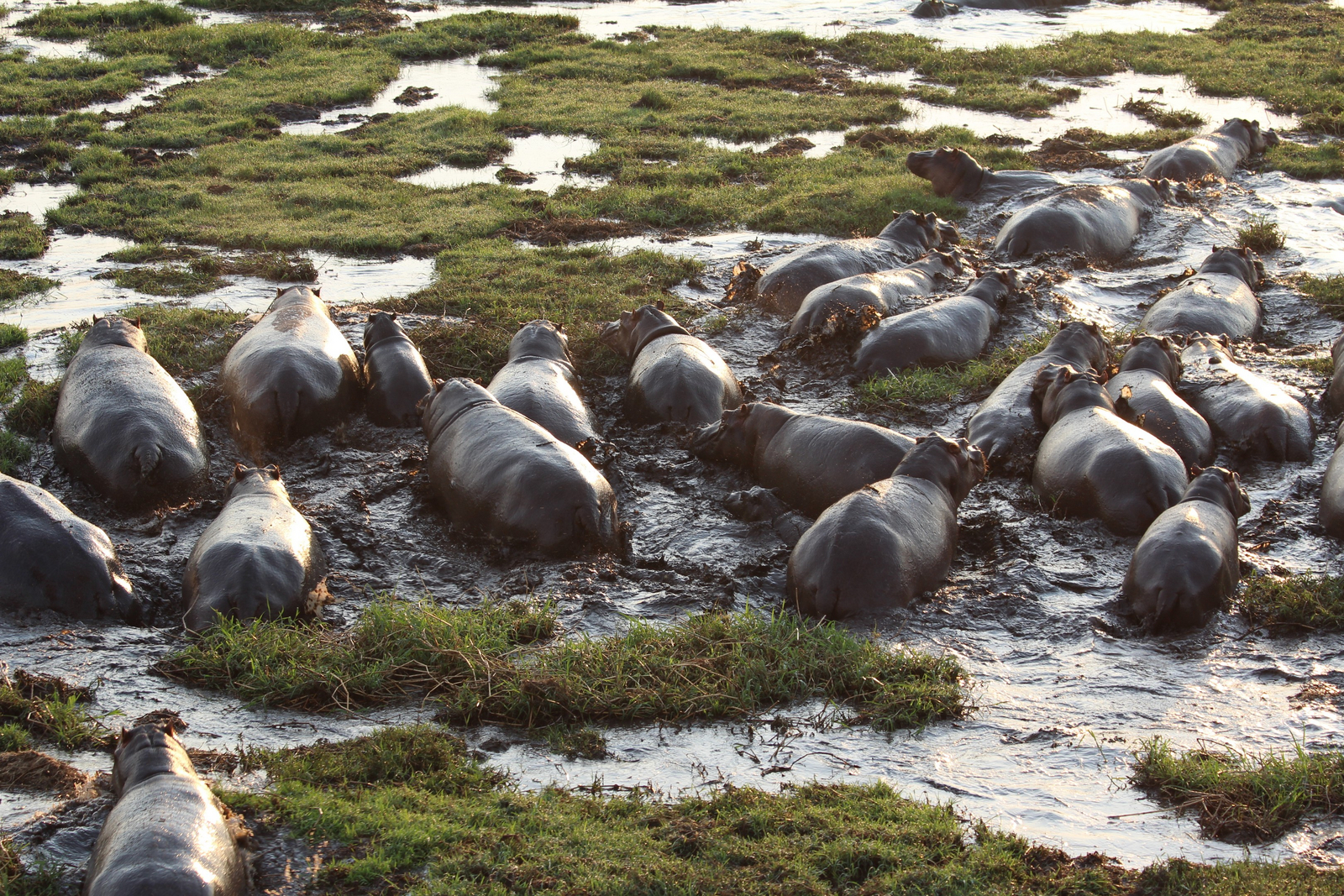 Ballonfahrt Busanga Plains Ballonfahrt Busanga Plains