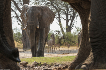 Bomani Tented Lodge Bomani Tented Lodge: Elefanten und Kudus