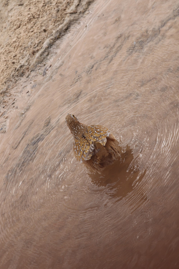 Dolomite Camp: Namaqua Sandgrouse