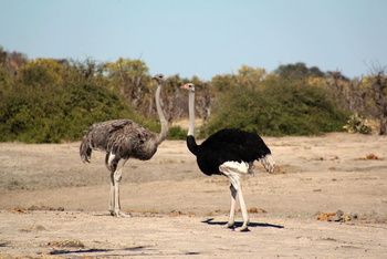 Ghoha Hills Savuti Lodge Ghoha Hills Savuti Lodge: Strauße