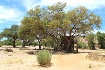 Hobatere Lodge: Treehouse