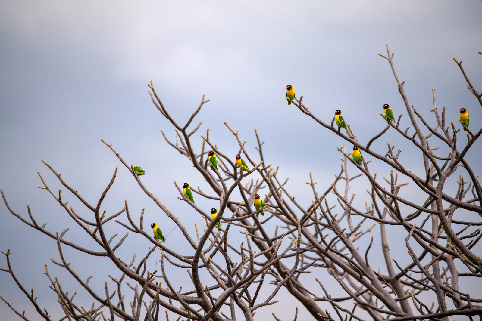 Ikuka Safari Camp Ikuka Safari Camp: Fisher's Lovebird