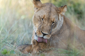 King Lewanika Lodge: Löwenjunges und Löwe