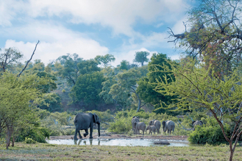 Kings Camp: Observation Hide