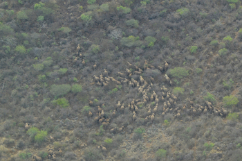 Lale's Camp: Elefantenherde