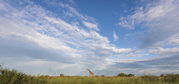 Leopard Plains: Giraffe im Grasland