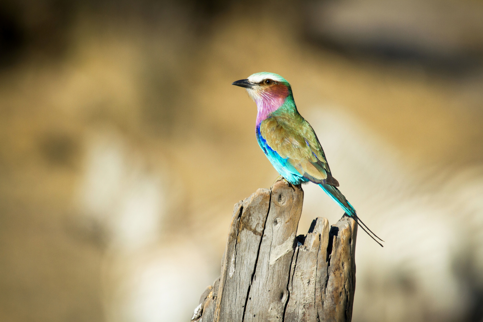 Leroo La Tau Lodge Leroo La Tau Lodge: Lilac Breasted Roller