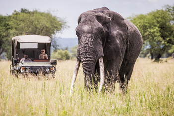 Little Chem Chem: Big Tusker