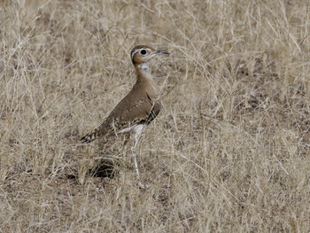 Little Kulala: Courser