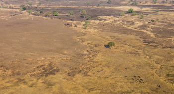 Luambe Camp: Grasland